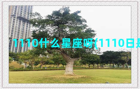 1110什么星座呀(1110日是什么星座)