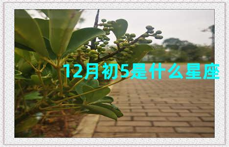 12月初5是什么星座