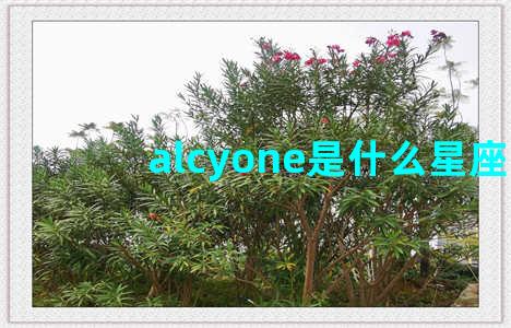 alcyone是什么星座