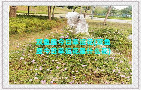 双鱼座今日幸运花(双鱼座今日幸运花是什么花)